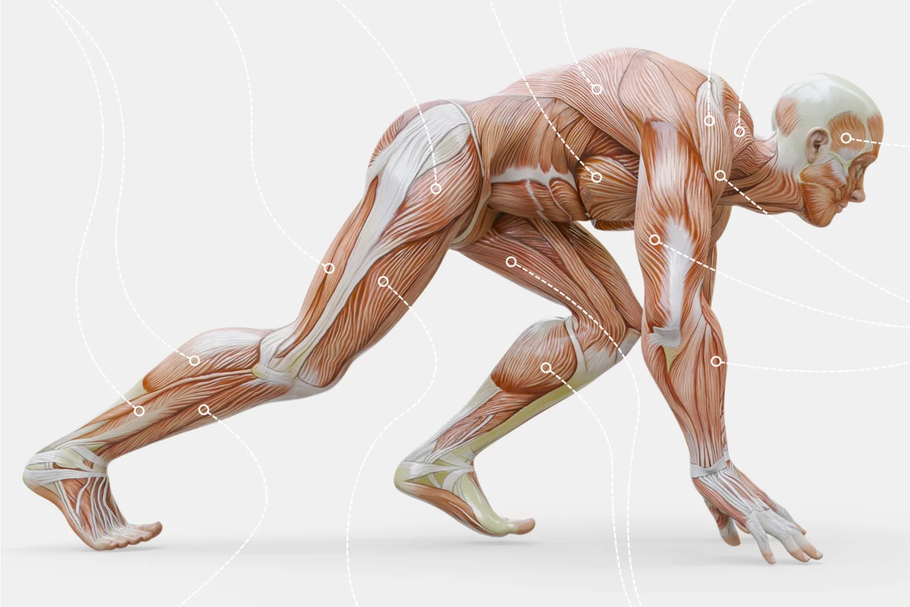 Infografika: Svaly v lidském těle