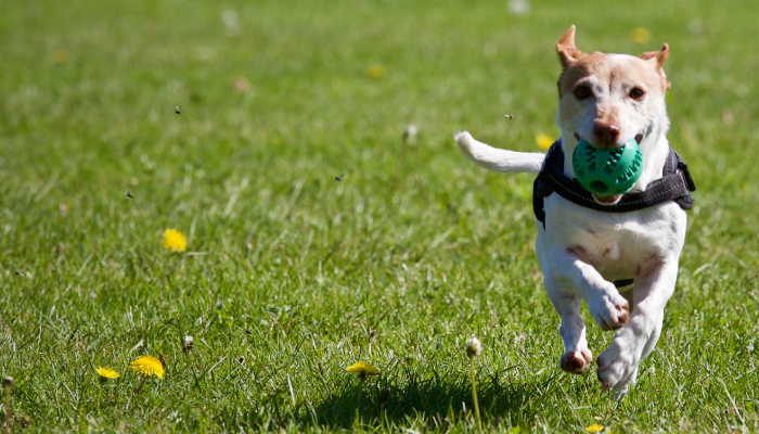 Für Hunde