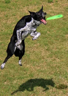 Aerobie DOGOBIE Flugscheibe für Hunde - gelb