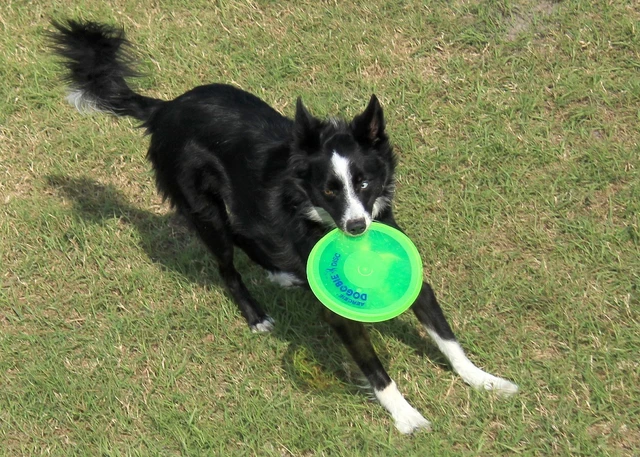 Aerobie DOGOBIE Flugscheibe für Hunde - gelb