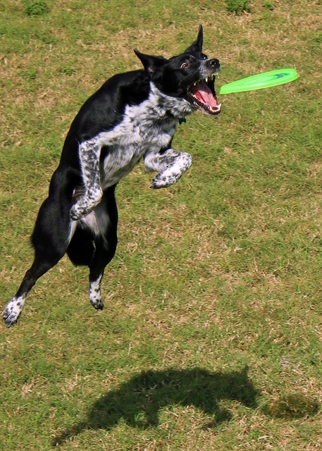 Lietajúci tanier pre psov Aerobie DOGOBIE