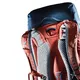 Hiking Backpack DEUTER Trail Pro 36