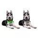 Dog Collar LED Light Petsaber Maxi