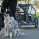 Dog Bicycle Trailer TaXXi M Dark Gray/Dark Green